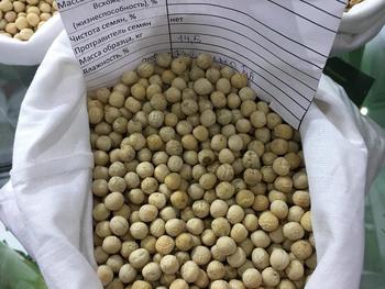 Горох посевной линия L-505 ПРНС