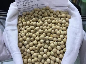 Горох посевной сорт Ямал