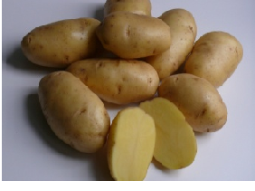  Картофель Гала