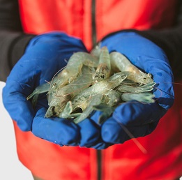 Экологически чистые и натуральные креветки