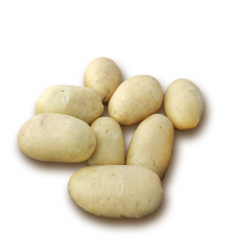 семенной картофель