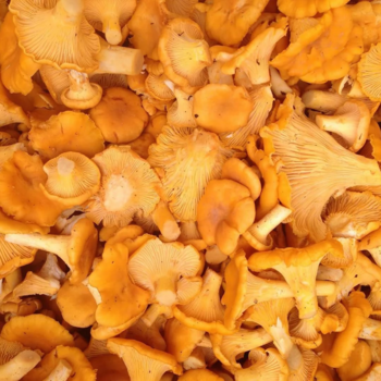 Лисички замороженные 