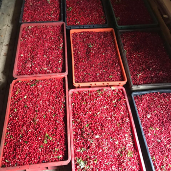 Брусника замороженная оптом