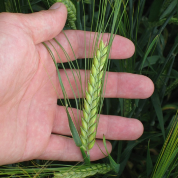 Закупаем ячмень пивоваренный в любых объемах вывозим ж/д и авто