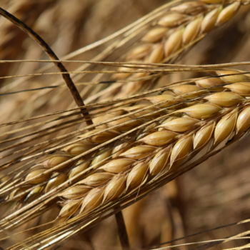 Закупаем ячмень рядовой в любых объемах вывозим ж/д и авто