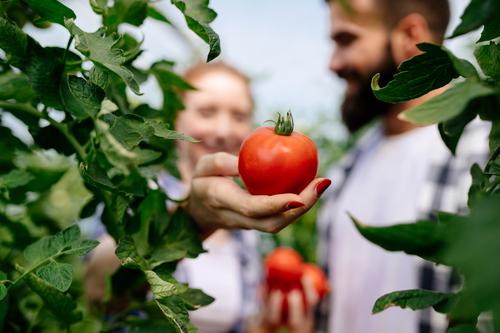 Новости ТВОЙПРОДУКТ: Липецкая область продолжает наращивать объем производства овощей закрытого грунта