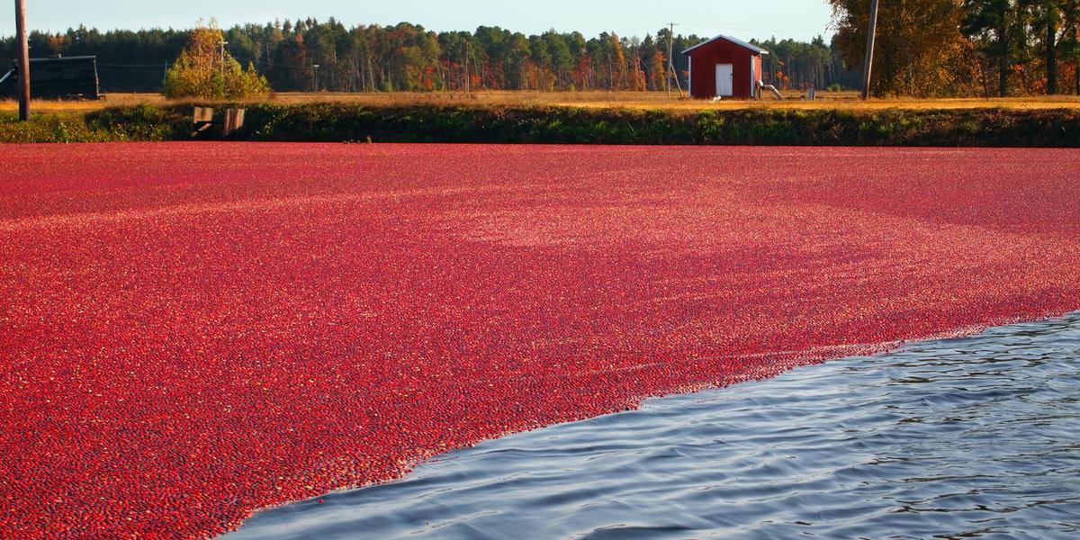 ТВОЙПРОДУКТ: Непотопляемая клюква